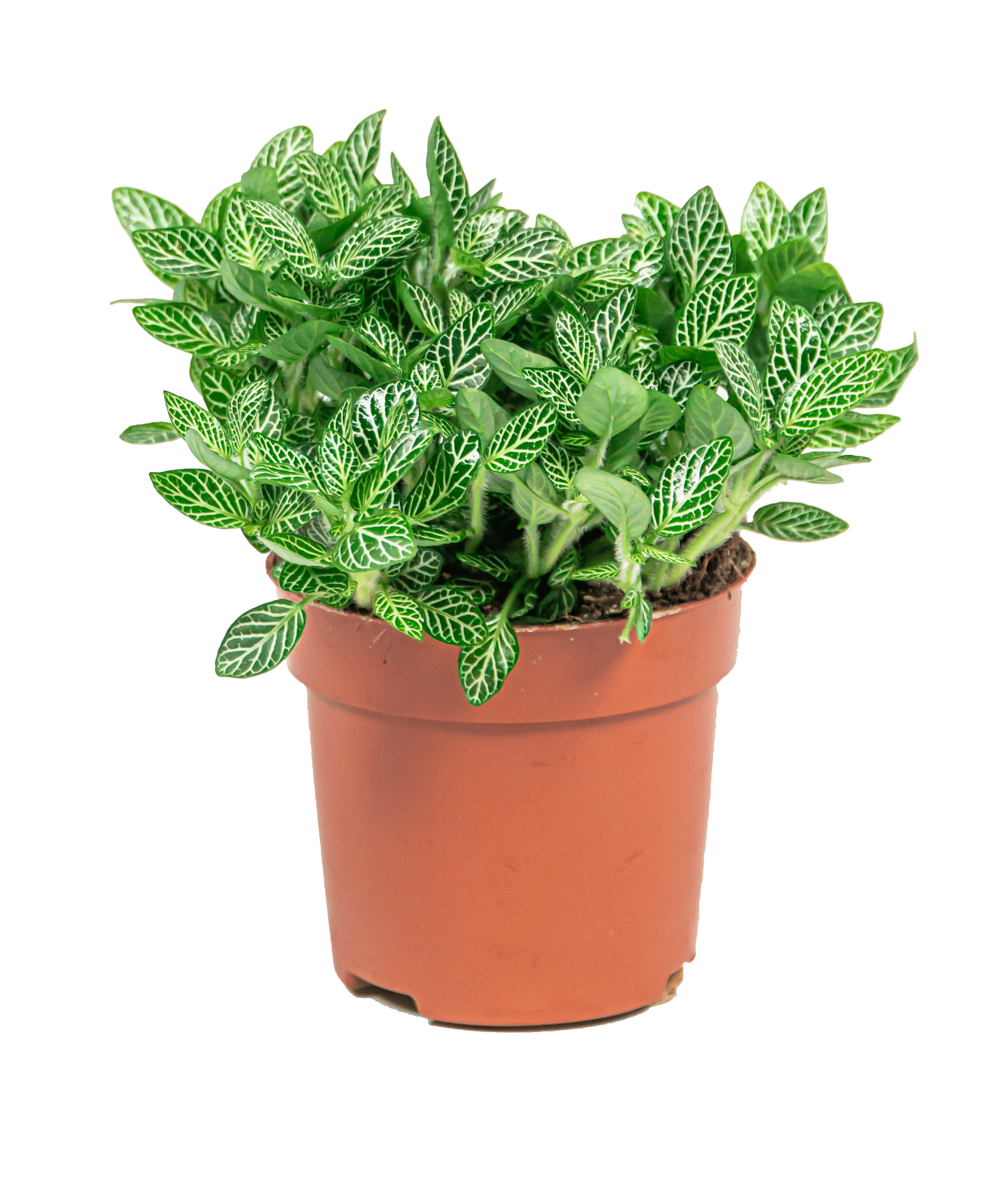 Verzorgingstips Fittonia